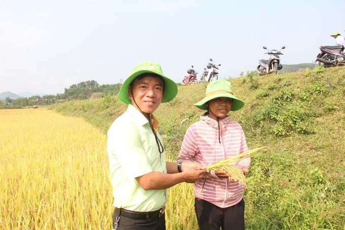 Dù trong điều kiện canh tác còn hạn chế nhưng giống lúa TBR97 vẫn cho năng suất vượt trội so với các giống lúa đại trà ở địa phương. Ảnh: L.K.
