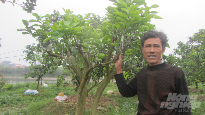 Cây bưởi già cỗi sau khi được 'cải lão hoàn đồng' như thế này năm sau sẽ sai trĩu quả. Ảnh: Hải Tiến.