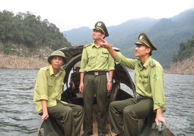 To protect ancient forests, rangers from Na Hang and Lam Binh districts regularly patrol and protect forests in the mountains and in the Tuyen Quang hydroelectric lake bed area. On average, each forest ranger here is responsible for managing and protecting thousands of hectares of special-use and protective forests.