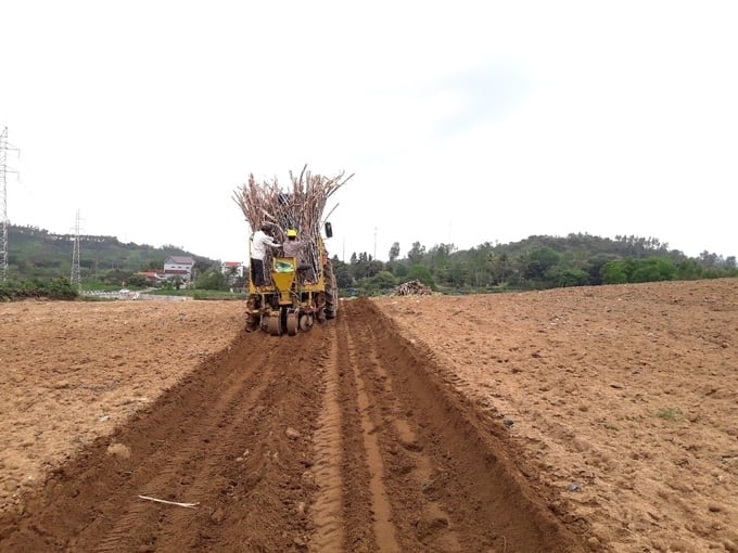 In flat, concentrated areas of land, people harvest and grow sugarcane by machine. Photo: V.D.T.