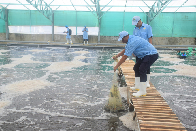 Dự án Khu nông nghiệp ứng dụng công nghệ cao phát triển tôm Mỹ Thành (huyện Phù Mỹ) được UBND tỉnh Bình Định điều chỉnh giảm tổng vốn đầu tư và một số mục tiêu dự án để thu hút nhà đầu tư. Ảnh: V.Đ.T.