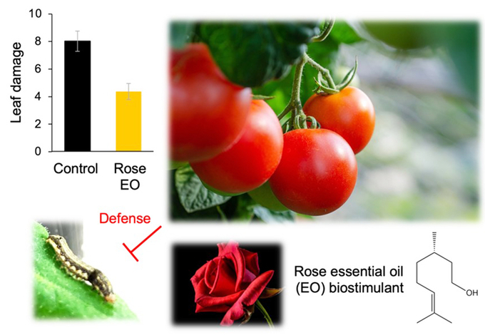 Theo nghiên cứu mới của Nhật Bản, tinh dầu hoa hồng được cho là có khả năng đuổi sâu bướm và côn trùng khỏi cây cà chua. 