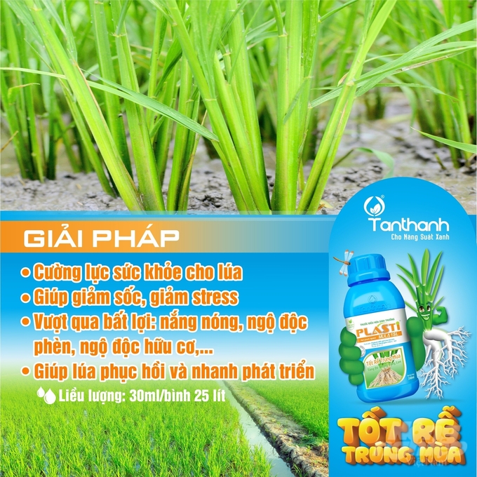 Sản phẩm sinh học Plastimula 1SL giúp cường lực cho cây lúa vượt qua các yếu tố bất lợi của thời tiết. Ảnh: Thanh Tuyền.