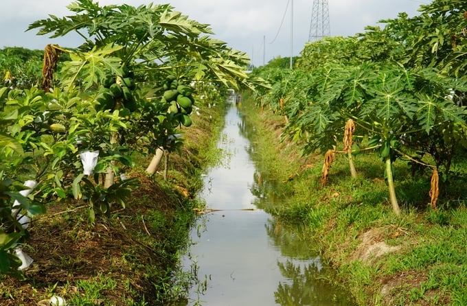 Vùng trồng cây ăn trái ở huyện Kế Sách đảm bảo đủ nguồn nước tưới tiêu trong mùa hạn mặn. Ảnh: Kim Anh.