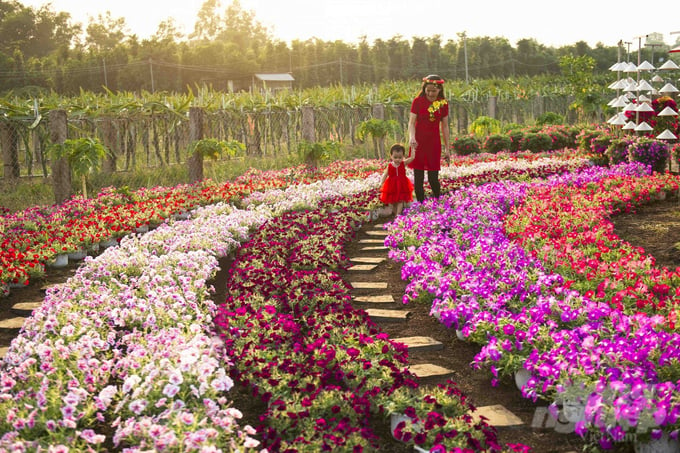 Những khu vườn hoa đẹp như tranh của Lang Minh đang là điểm đến của nhiều khách du lịch.