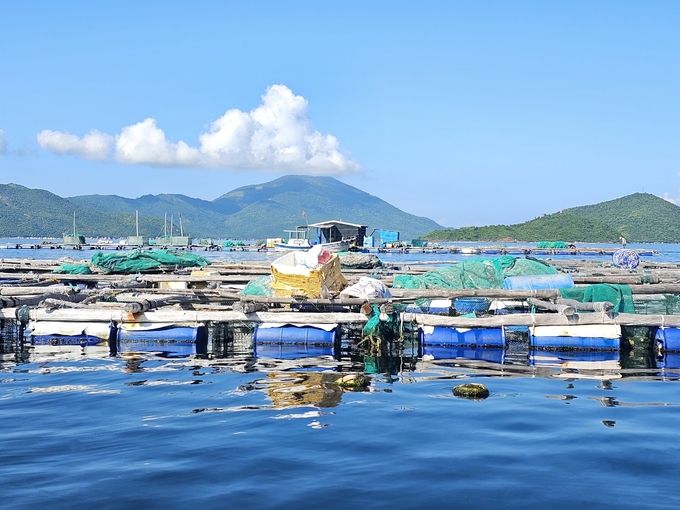 Li&ecirc;n tiếp thất b&aacute;t, người nu&ocirc;i biển ở V&acirc;n Phong bỏ b&ecirc; lồng b&egrave;. Ảnh: Kim Sơ. 