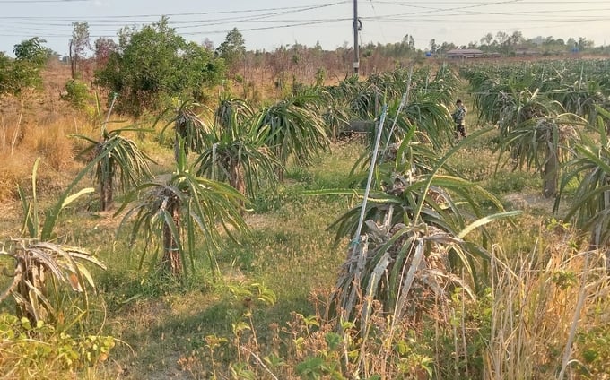 Nhiều diện tích thanh long ở tỉnh Bình Thuận bị khô khát do thiếu nước tưới. Ảnh: KS.