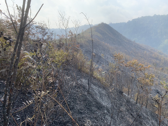 Khoảng 2,5ha rừng tái sinh tự nhiên bi thiệt hại cho đám cháy rừng.