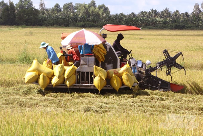 A significant area of the winter-spring rice fields in Nga Nam town and Thanh Tri district of Soc Trang province are currently busy with harvest activities. Photo: Kim Anh.