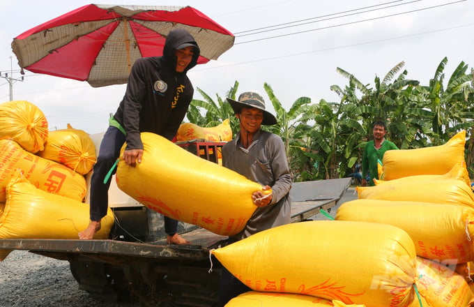 Farmers remain motivated despite the slight decline in rice prices from before the Lunar New Year, as their profits have increased by 20 to 30 percent when compared to the previous winter-spring crop. Photo: Kim Anh.