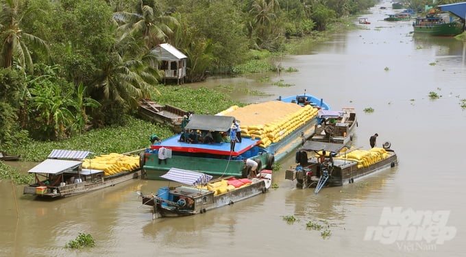 The riverways are busy with rafts and boats transporting rice to the mills. Photo: Kim Anh.