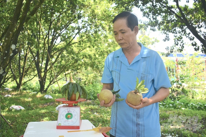 Ông Trần Văn Khả tiên phong trồng giống sapoche Mexico tại xã Song Thuận, huyện Châu Thành, tỉnh Tiền Giang. Ảnh: Minh Đảm.