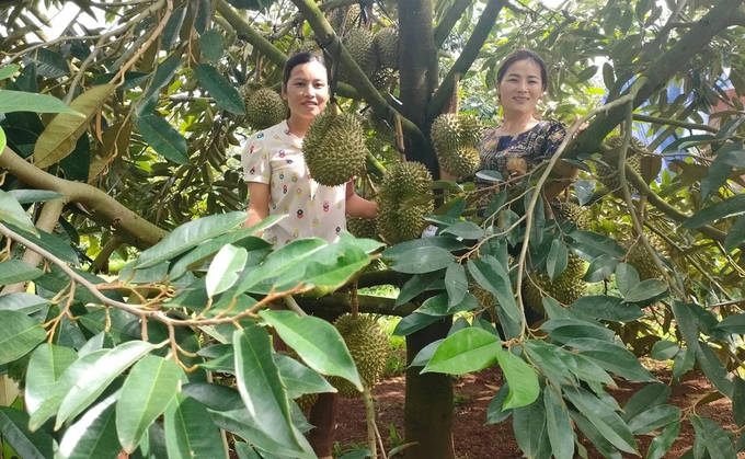 Farmers in many regions of the Central Highlands intercrop durian and pepper. Photo: TL.