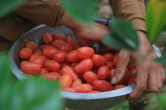 Theo các hộ dân, nhót trồng 3 năm là cho quả, chất lượng quả lớn nhỏ còn phụ thuộc vào thời tiết, cách chăm sóc của mỗi hộ. Ảnh: Thảo Phương. 