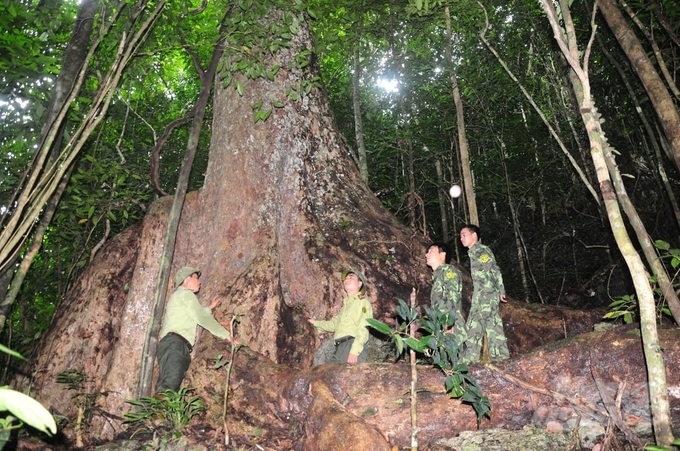 The ancient Nghien tree is thousands of years old in the Na Hang - Lam Binh nature reserve. The root is so big that a dozen people can't hug it all. The tree's roots weave throughout a large forest area.