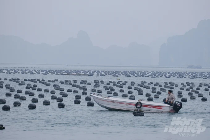 Oyster farming site at sea in Ban Sen island commune (Van Don district) of Trung Nam Cooperative. Photo: Kien Trung.