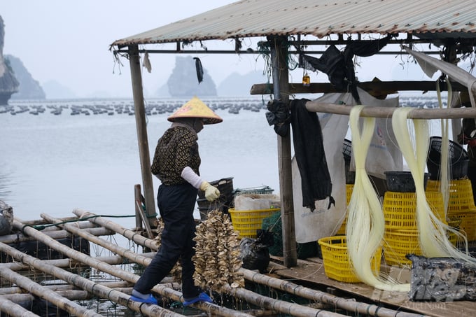Members of Trung Nam Cooperative inspect newly released oyster seed lines in the sea. Photo: Kien Trung.