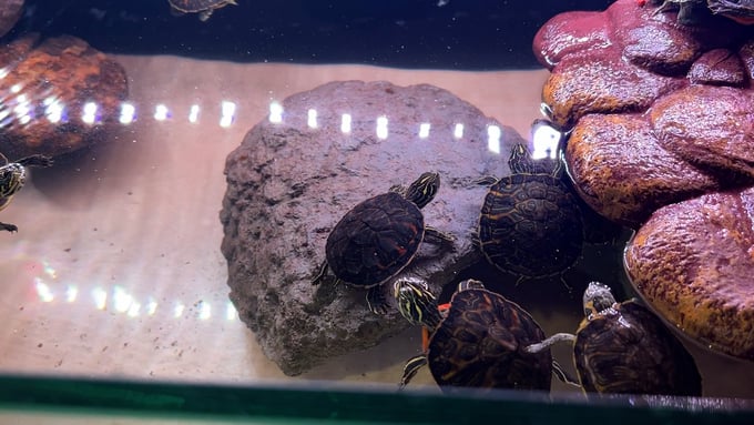 Rất nhiều loại rùa được bày bán tại cửa hàng Pet Garden Shop, số nhà 580 Hoàng Hoa Thám, quận Ba Đình, Hà Nội. Ảnh: Hùng Khang.