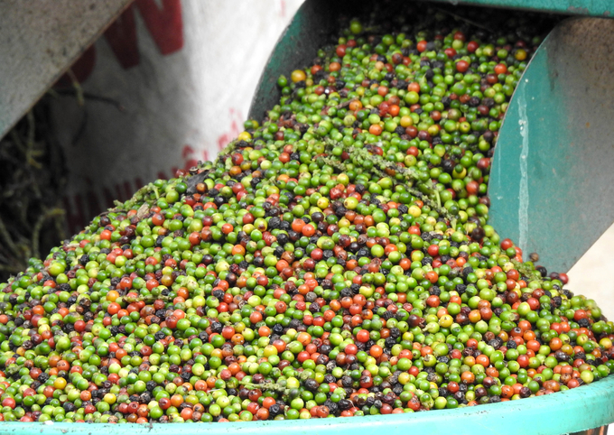Vietnam's pepper yield in 2024 is projected to be the lowest in the last five years. Photo: Son Trang.
