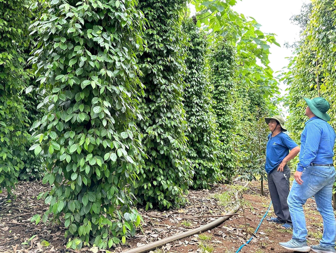 A pepper farm in Bu Dop district, Binh Phuoc province. Photo: Son Trang.