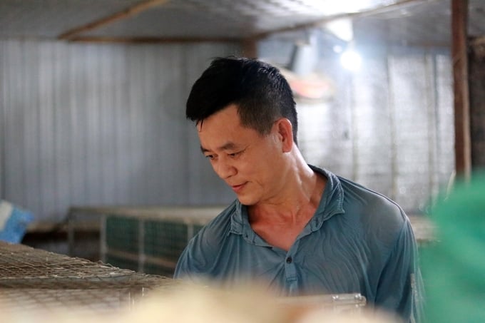 Dự kiến mô hình của hộ ông Võ Tá Khương, phường Thạch Quý sẽ nhân đàn thêm khoảng 40 - 50 con chồn hương giống baby. Ảnh: TN.