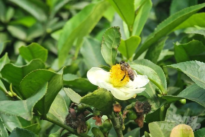 Từ ngày trồng, chăm sóc theo tiêu chuẩn hữu cơ, vườn chè của anh Khiêm thu hút rất nhiều đàn ong về lấy mật. Ảnh: Đào Thanh.