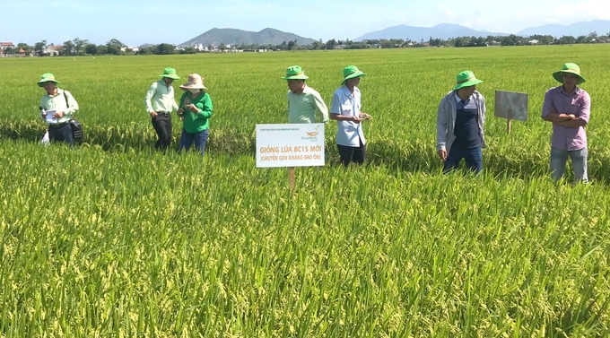 Nông dân xã Phước Quang (huyện Tuy Phước, Bình Định) tham gia sản xuất lúa giống trên cánh đồng mẫu lớn. Ảnh: V.Đ.T.