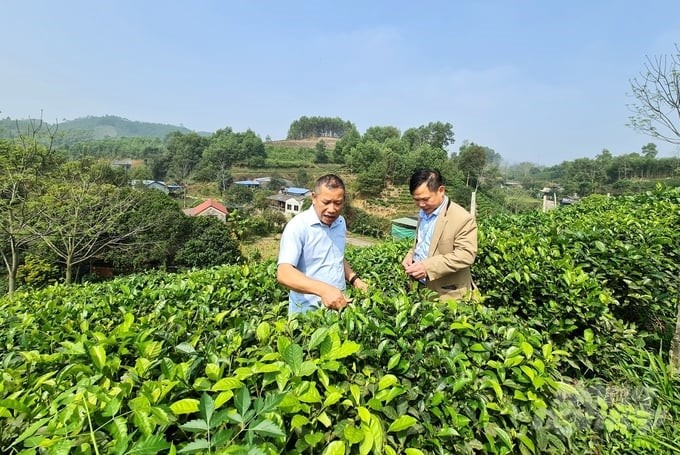 Mr. To Van Khiem, Director of Khe Coc Safe Tea Cooperative (left), at his family's organic tea garden. Photo: Dao Thanh.