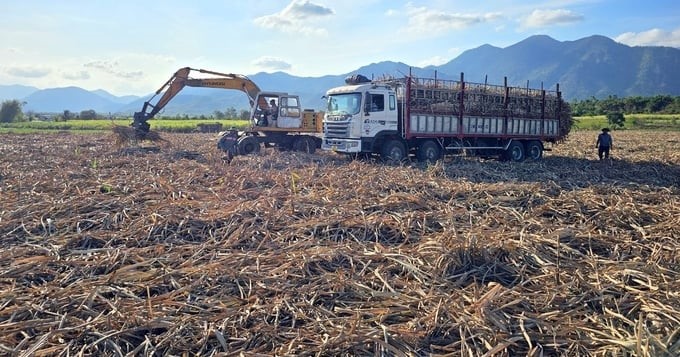 To revive sugarcane, it is necessary to synchronize mechanization to reduce investment costs for farmers. Photo: KS.