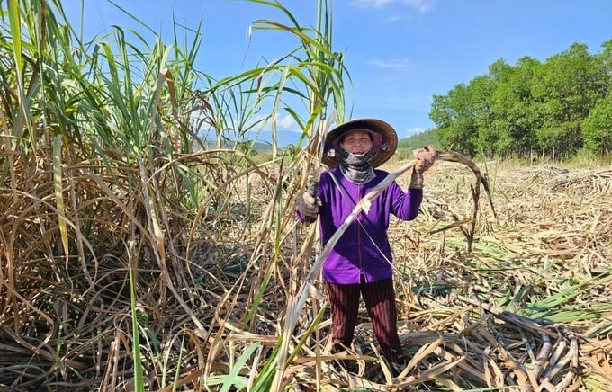 Sugarcane growers hope that sugar factories will have more and more appropriate policies so that they feel secure in growing sugarcane. Photo: KS.