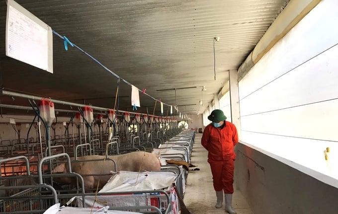 Binh Dinh livestock industry is happy that this province has approved the investment policy of the San Ha Binh Dinh Cattle and Poultry Slaughter and Food Processing Center project. Photo: V.D.T.