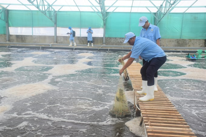 The high-tech agricultural application project for shrimp development in My Thanh commune (Phu My district) was adjusted by the People's Committee of Binh Dinh province to reduce the total investment capital and some project goals to attract investors. Photo: V.D.T.