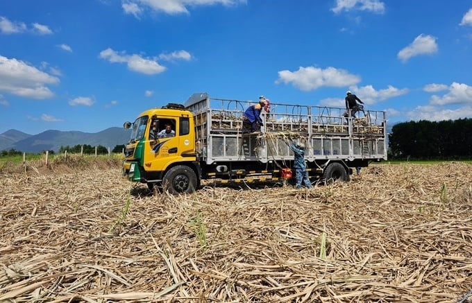 To revive sugarcane, sugar factories need to continue to provide good support to sugarcane growers. Photo: KS.