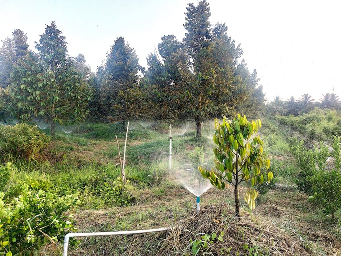 Cần tưới đủ nước cho cây sầu riêng vào mùa khô để tránh bị cháy lá. Ảnh: Minh Đảm.