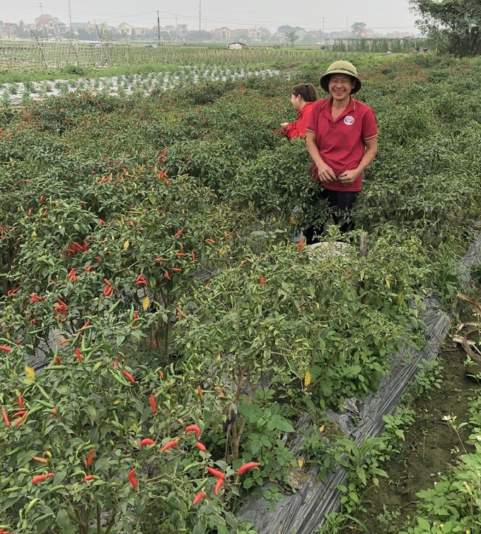 Ruộng ớt nhà anh Lương Quang Hiệp sau khi đã phun trừ 'bệnh kép' hại ớt.