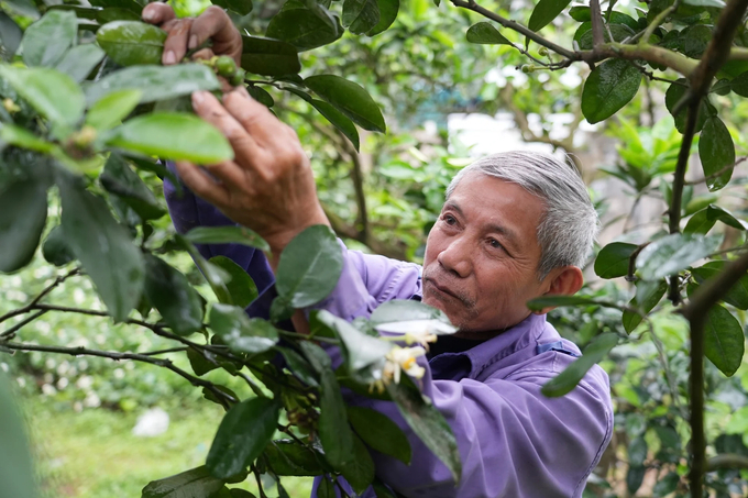 Ông Diện hì hục chăm sóc từng cây bưởi. Ảnh: Đức Minh - Hùng Khang.