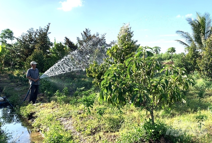 Nhờ có hệ thống công trình thủy lợi lớn điều tiết nguồn nước, ngay giữa cao điểm mùa hạn mặn, các nhà vườn ở tỉnh Vĩnh Long vẫn có nguồn nước tưới bảo vệ vườn cây ăn trái vượt qua nắng hạn. Ảnh: Trung Chánh.