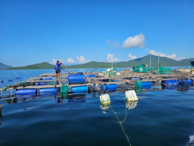 Marine farming in Van Phong Bay. Photo: Kim So.