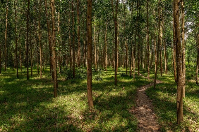 Planted forest in Binh Dinh province, Vietnam. Photo: GIZ/Binh Dang.