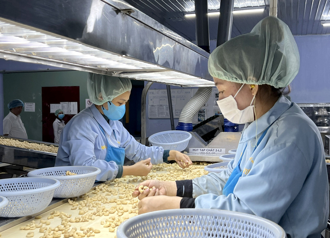 Chế biến nhân điều xuất khẩu tại một nhà máy của Công ty Cổ phần Long Sơn. Ảnh: Thanh Sơn.