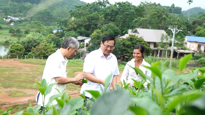 Ông Nguyễn Văn Lực, Bí thư Huyện ủy Định Hóa (đứng giữa) trao đổi với người dân về công tác sản xuất vùng sản xuất chè an toàn tại xã Sơn Phú, huyện Định Hóa. Ảnh: Quang Linh.