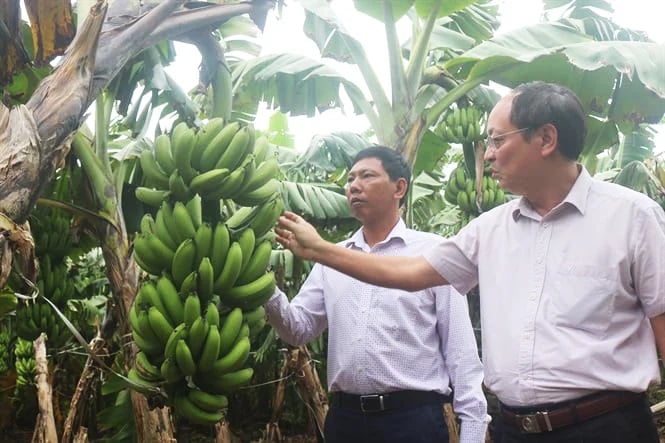 Phu Tho is focusing on developing banana trees in association with promoting exports. Photo: Tran Ho.