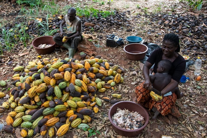 Ivory Coast people shell cocoa. Photo: The Globe and Mail.