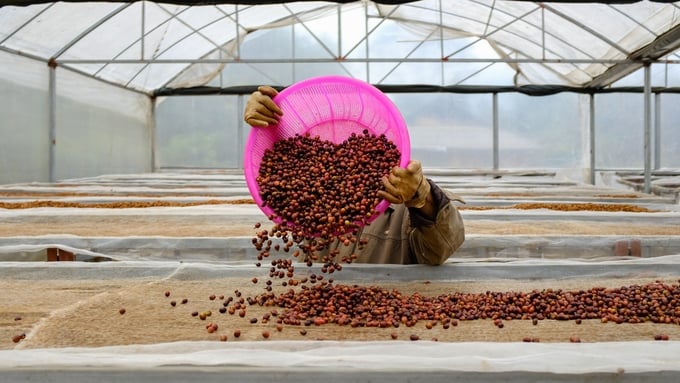 Coffee drying process in Son La province, Vietnam. Photo: GIZ/Kevin Leung.