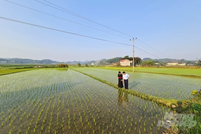 The On Luong vai sticky rice field is hundreds of hectares wide. Photo: Dao Thanh.