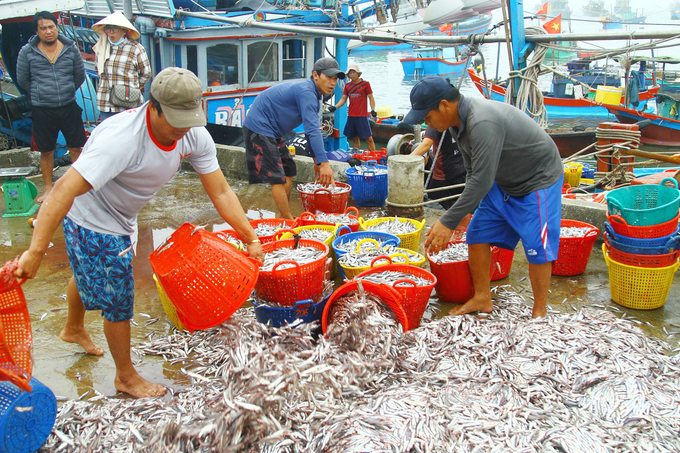 Ngư dân Quảng Bình trúng đậm vụ cá cơm. Ảnh: T. Chuyên.