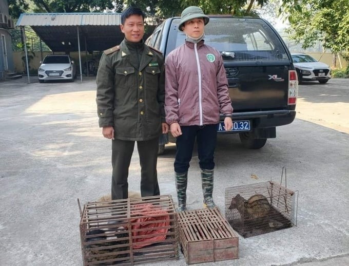 The civet individuals confiscated by the functional force of Bac Kan province are waiting to be handed over to the wildlife rescue center. Photo: provided by the functional agency.
