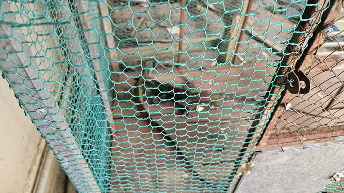 A cage for captive monitor lizards inside M.'s house. Photo: Reporters.