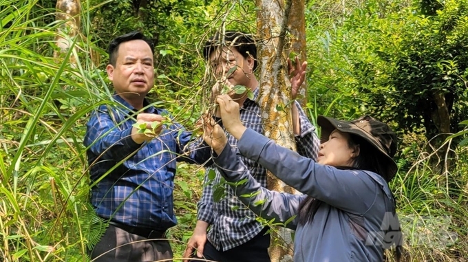 Ông Trần Văn Thực (bên trái), Chi cục trưởng Chi cục Trồng trọt và BVTV kiểm tra cây hồi bị bệnh. Ảnh: Nguyễn Thành.