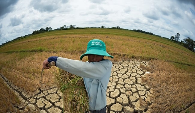 Climate change is causing severe drought in the Mekong Delta. Photo: Manh Linh.